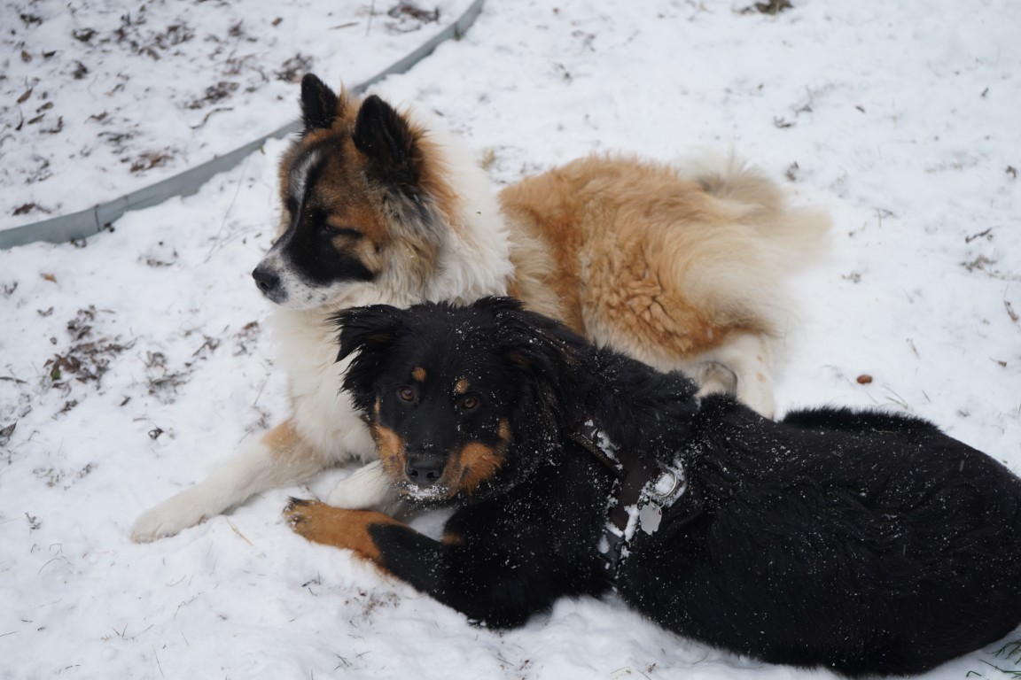 Zwei Hunde liegen nebeneinander im Schnee, einer von ihnen schaut in die Kamera.